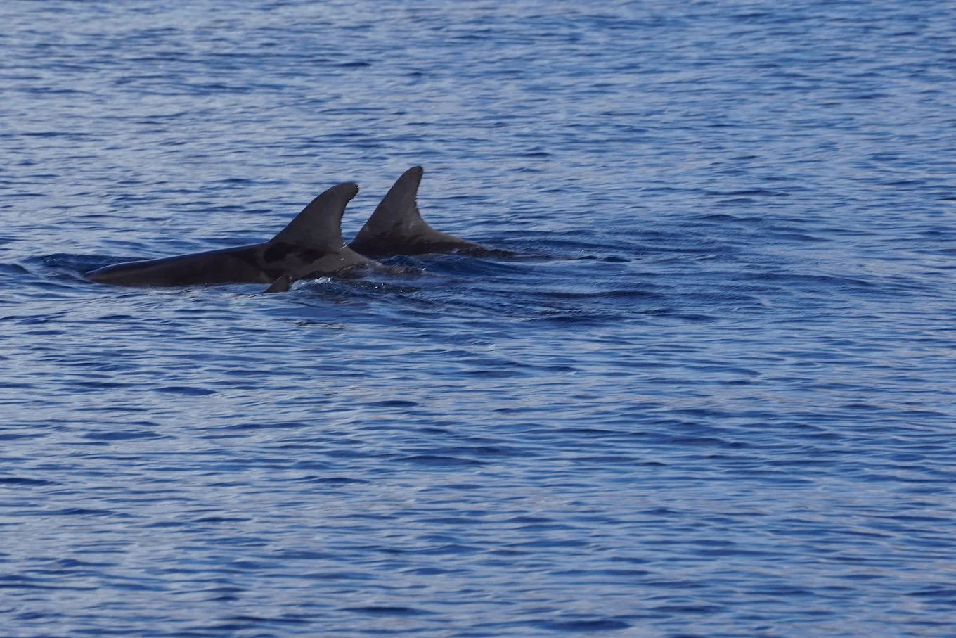 Whale Watching in San Agustín