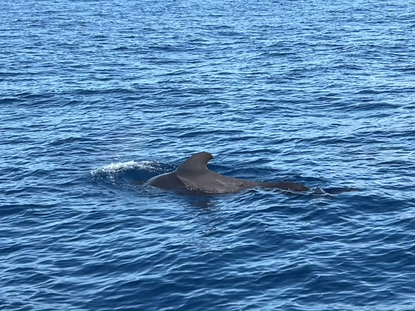 Whale Watching in San Agustín photo 3