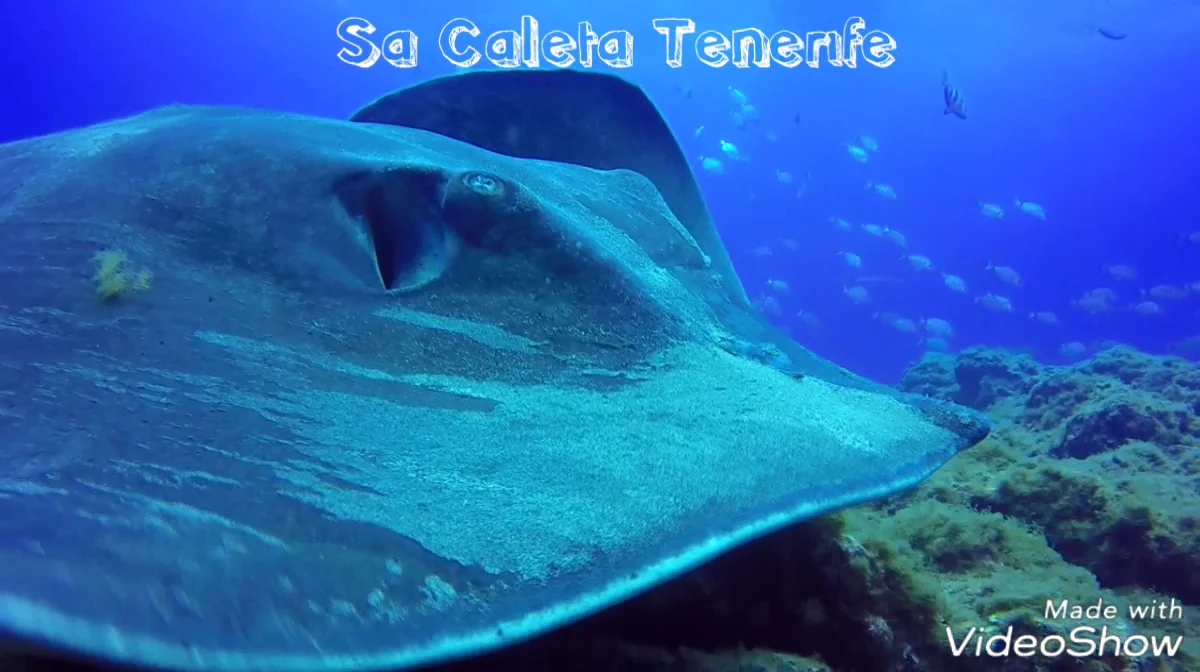 Snorkeling in La Caleta
