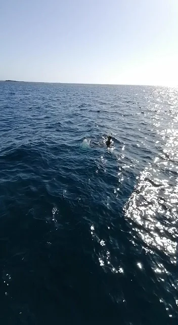 Catamaran Cruise in El Paso photo 3