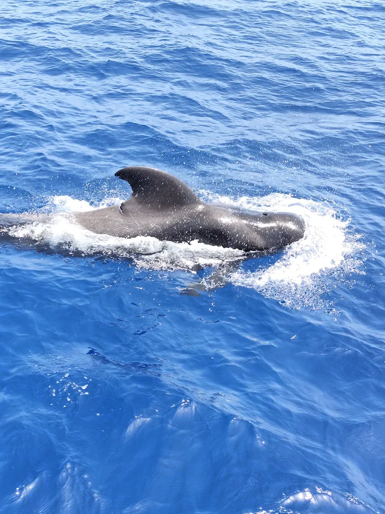 Catamaran Cruise in El Paso photo 5