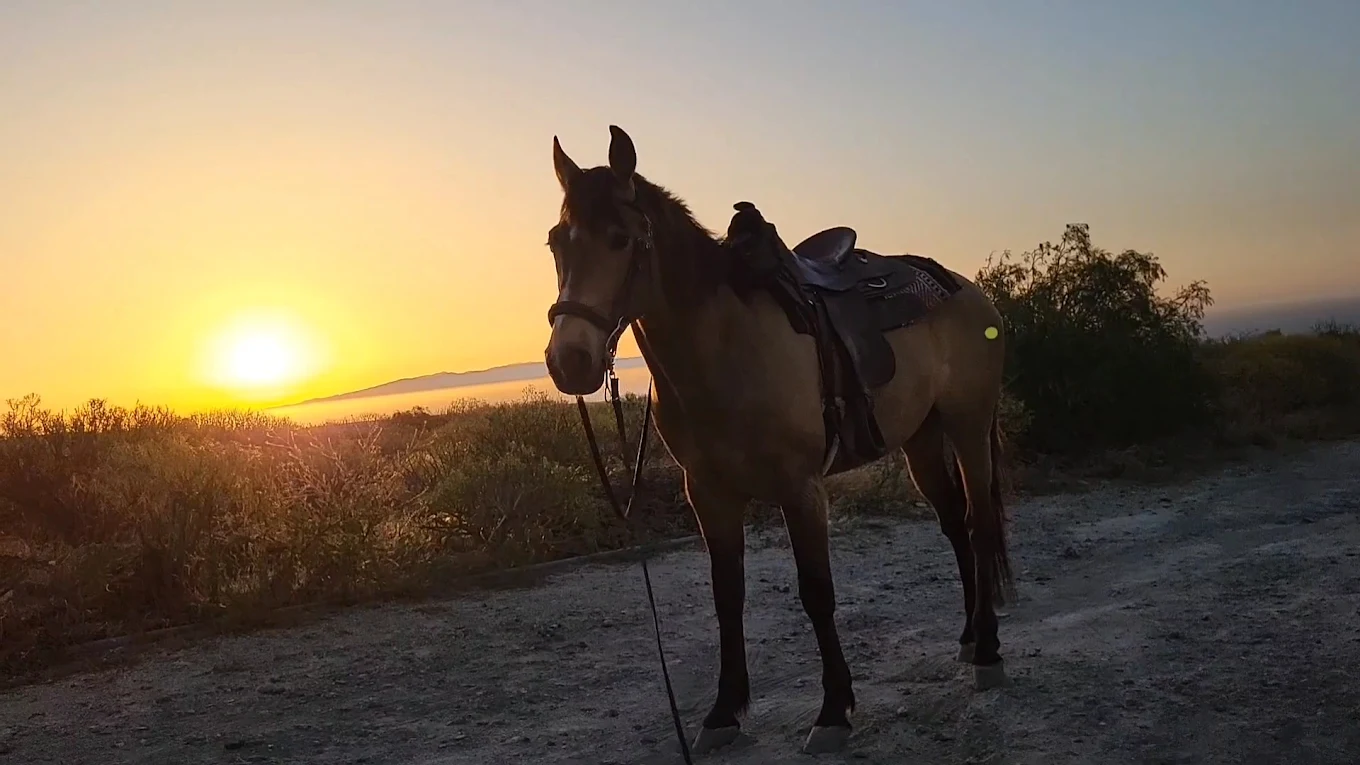 Horseback Riding in Los Cristianos photo 2