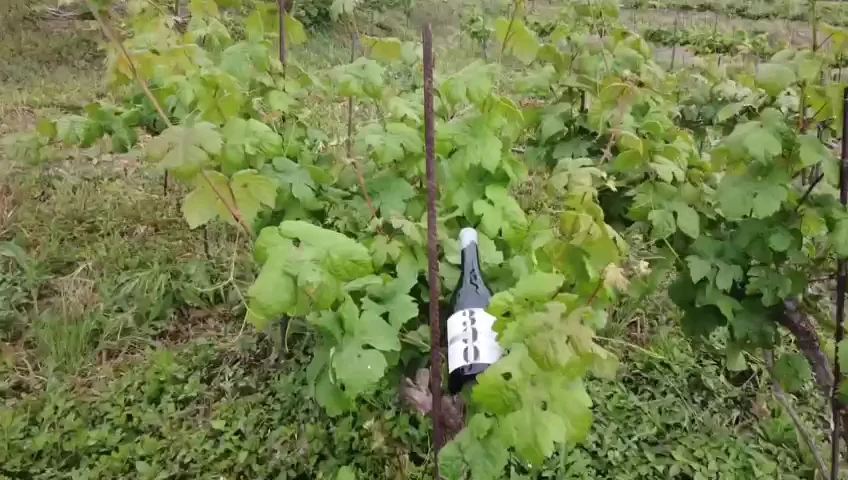 300 Líos Volcanic Grapes | Bodega y Viñedos