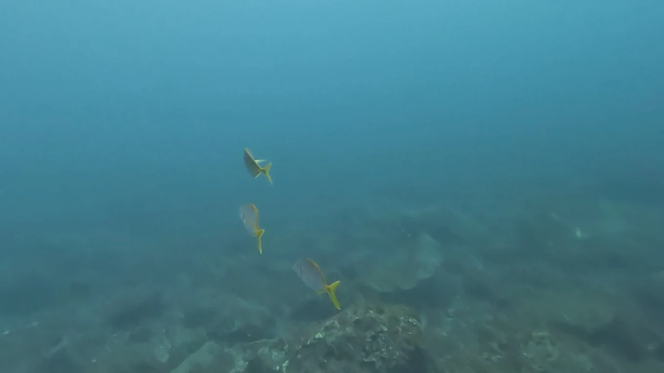 Diving & Snorkeling in Los Gigantes