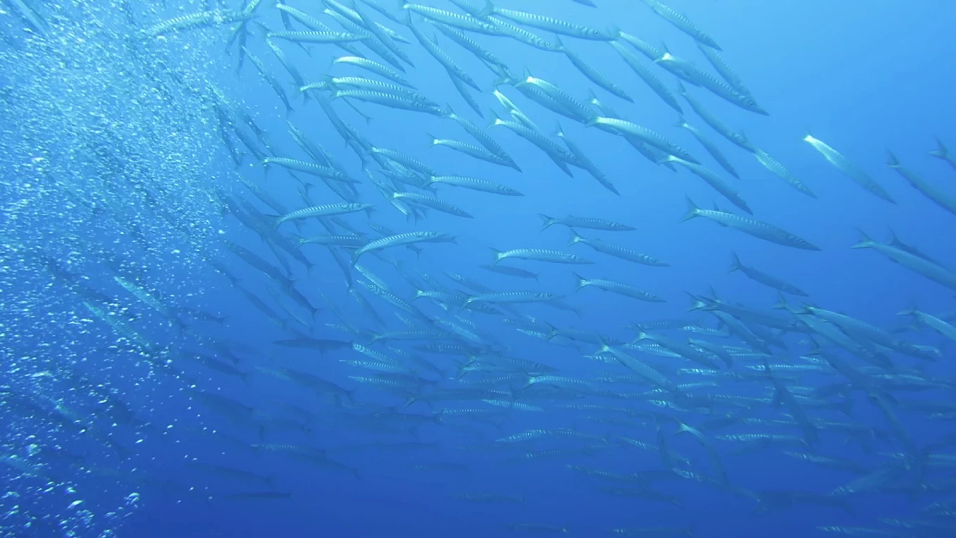 Diving & Snorkeling in Los Gigantes photo 2