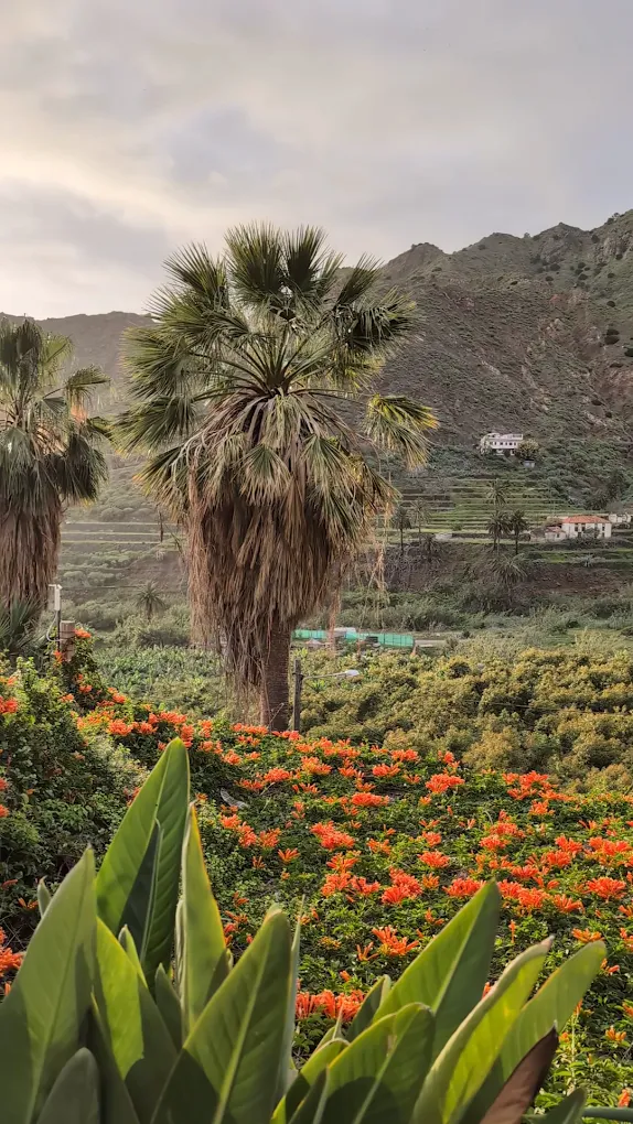 Yoga & Wellness in Hermigua photo 4