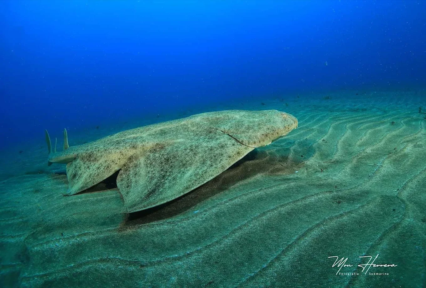 Diving & Snorkeling in Santa Cruz photo 5
