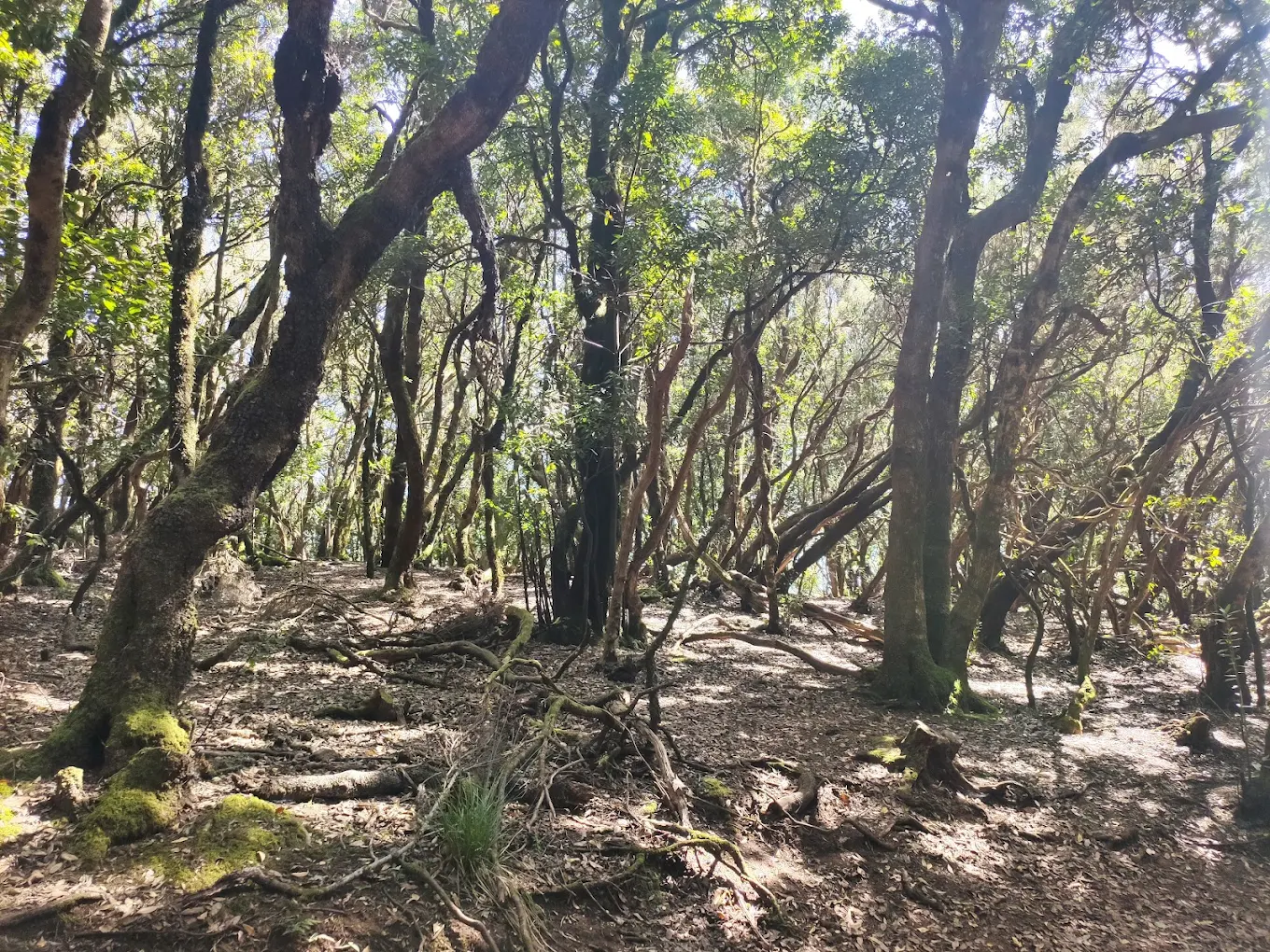 Hiking Tours in Frontera photo 2
