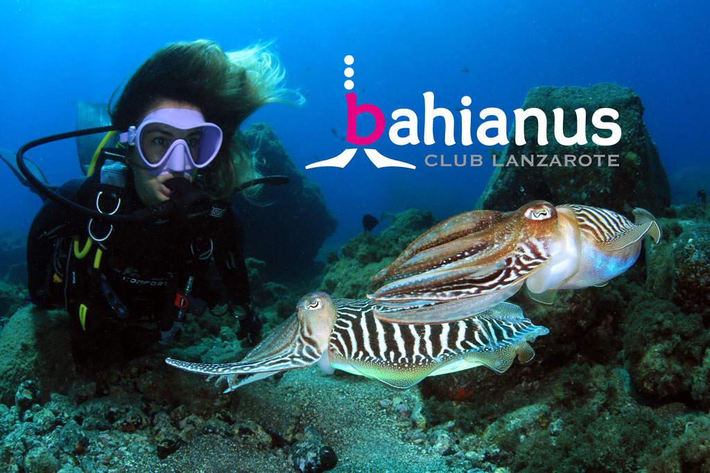 Bahianus Club Tauchen auf Lanzarote
