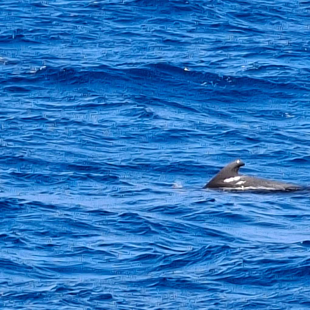 Catamaran Cruise in Los Cristianos photo 3