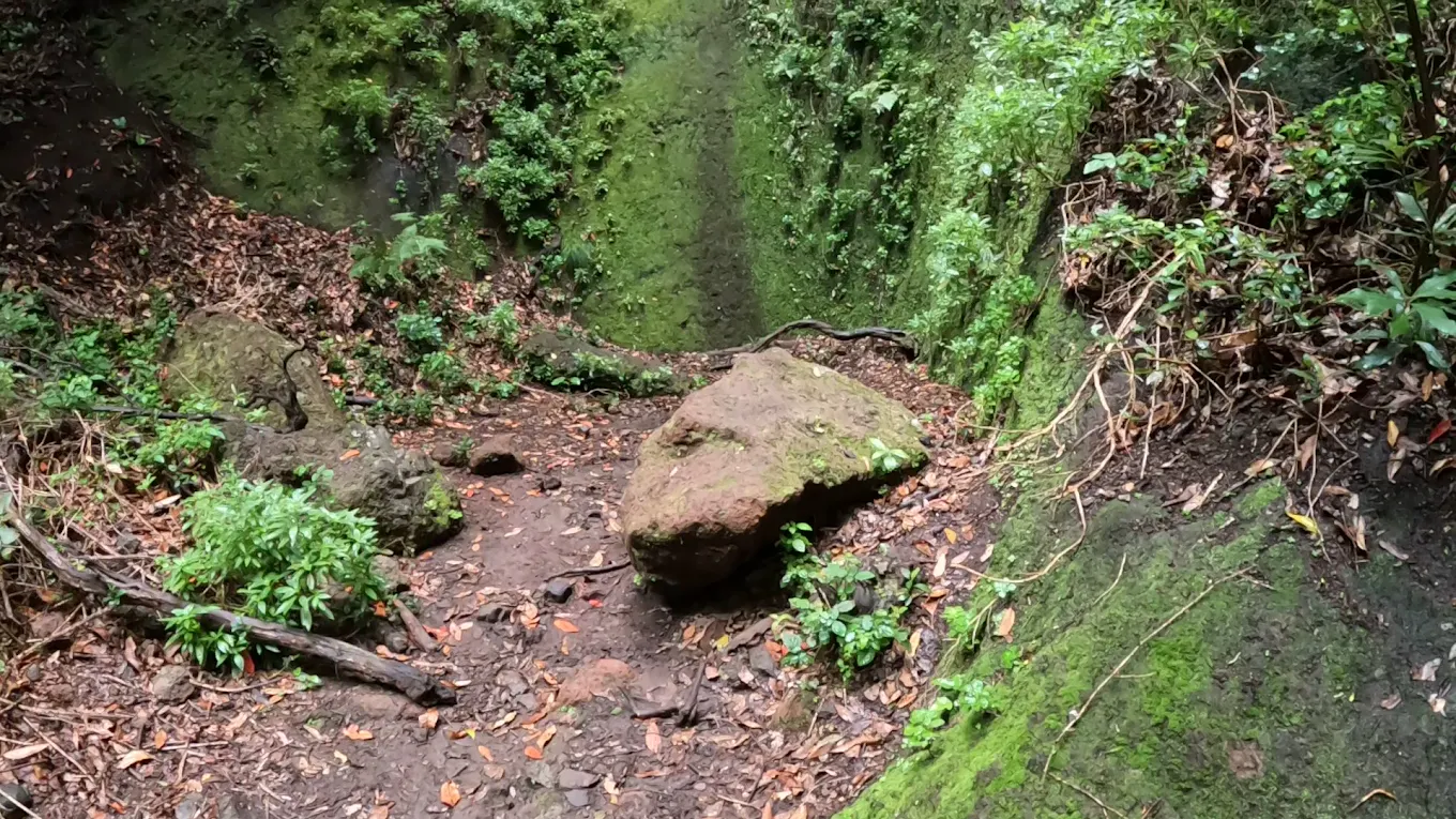 Hiking Tours in La Laguna