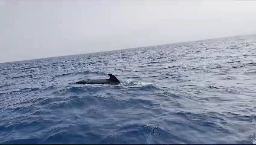 Eco Whale Watching Tenerife