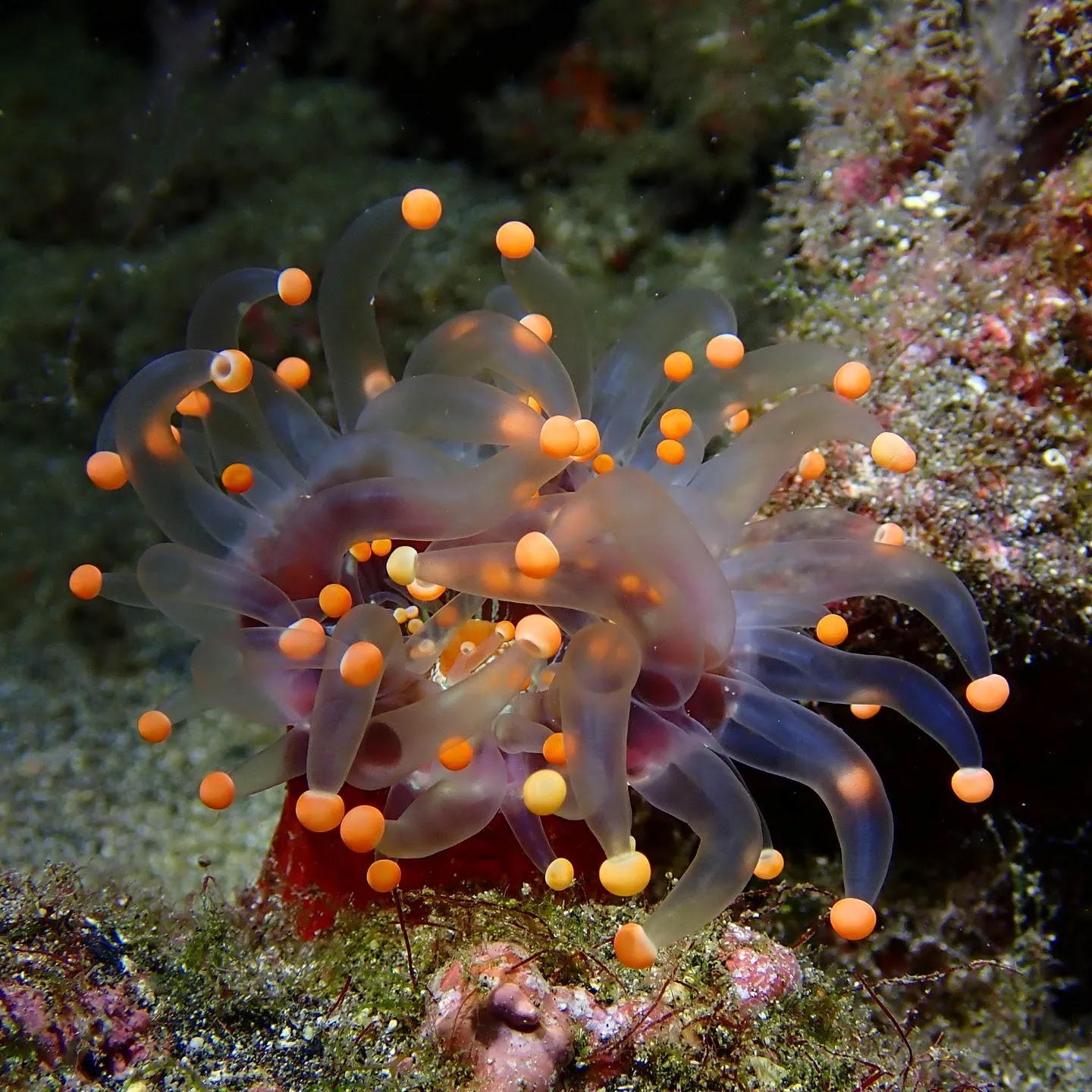 Diving Caleta photo 5