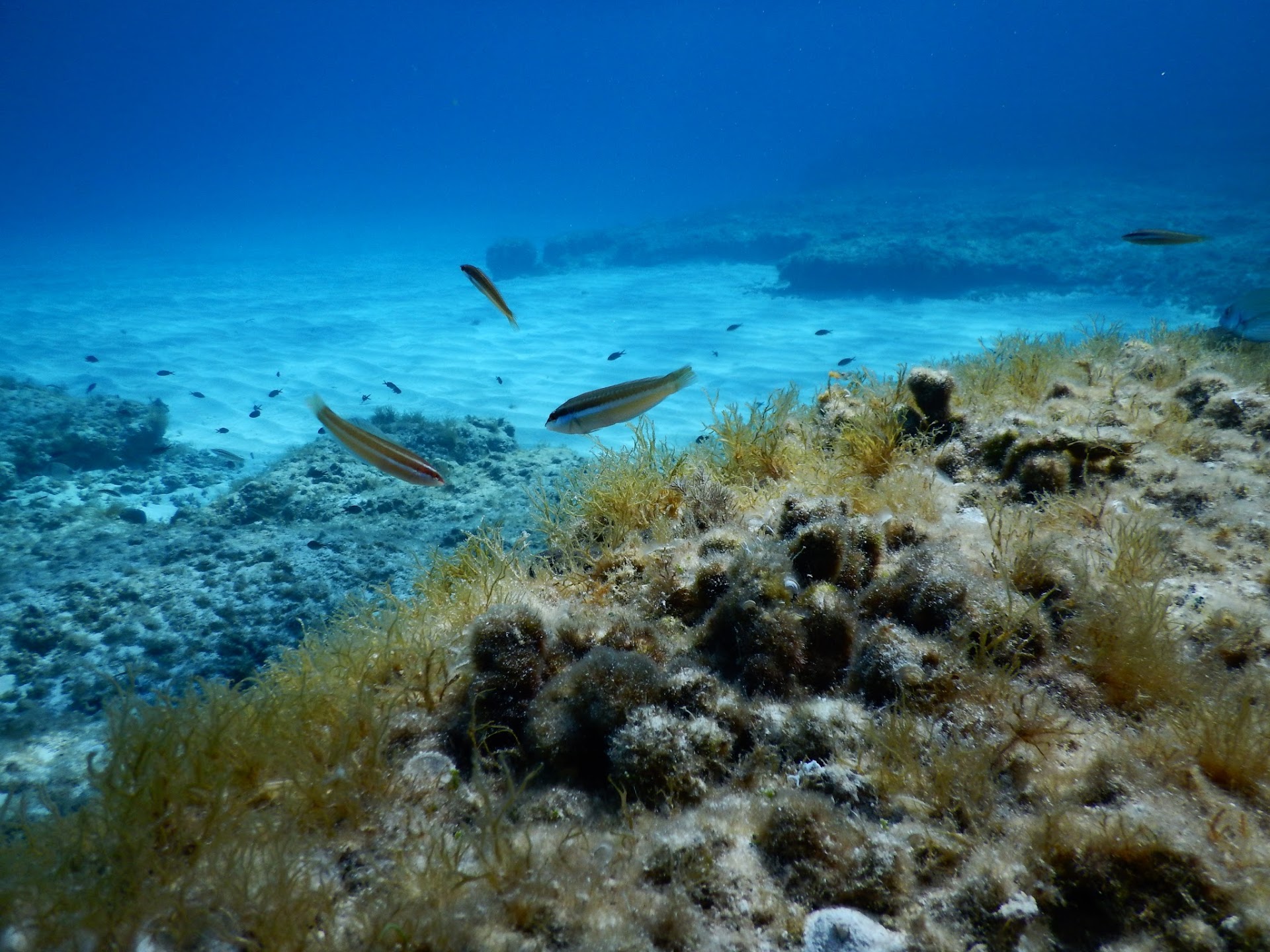 Dive Center Cala Blanca