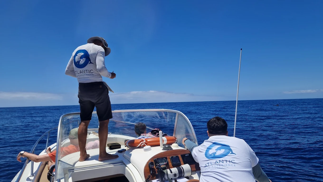 Whale Watching in La Laguna