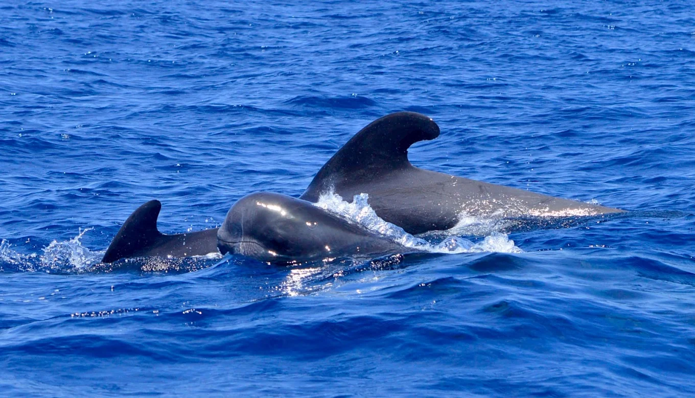 Whale Watching in La Laguna photo 5