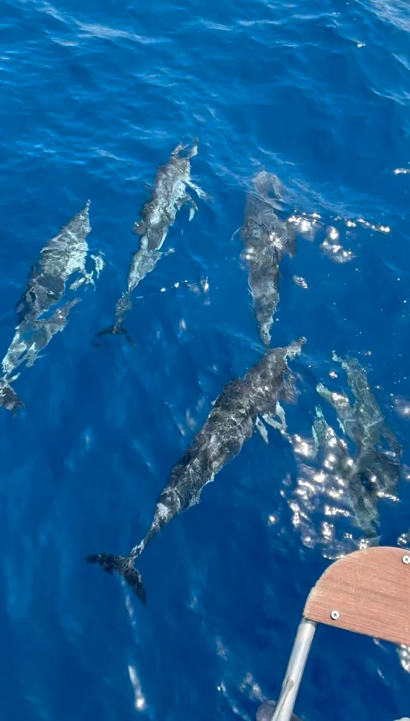Whale Watching in Puerto del Rosario photo 4