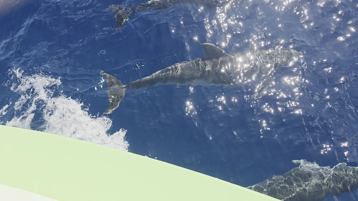 Whale Watching in Puerto Rico