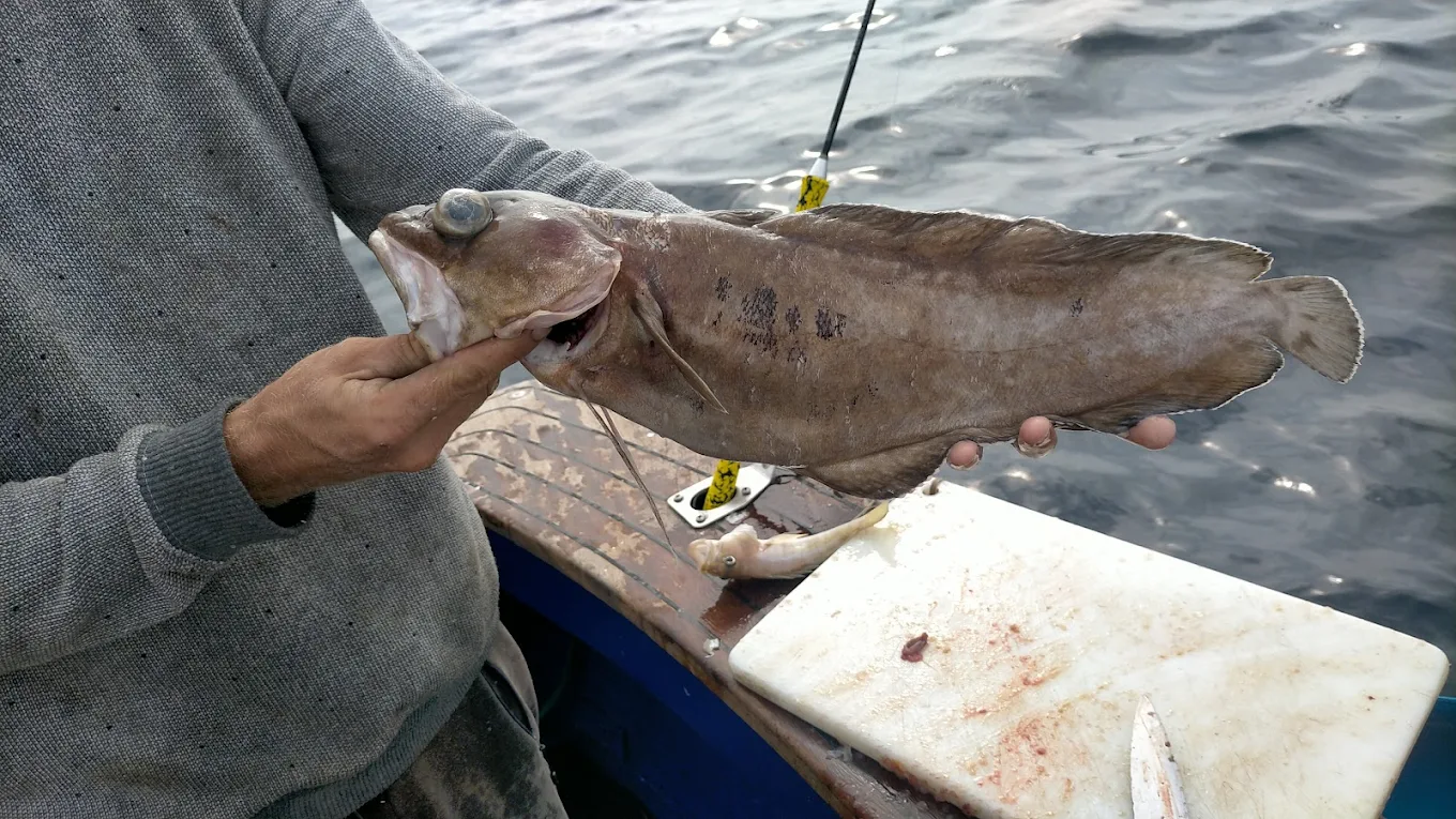 Fishing Charter in Costa Teguise photo 2