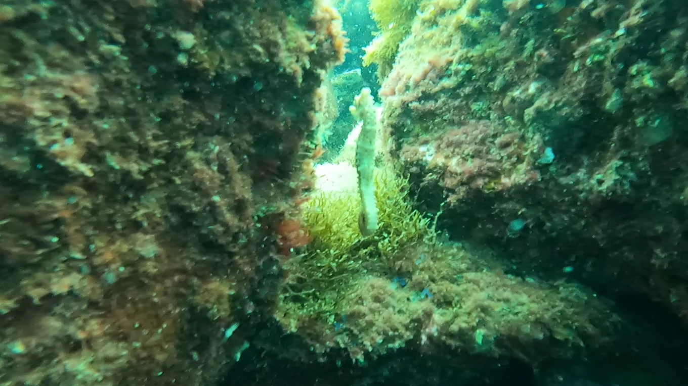 Freediving in La Caleta
