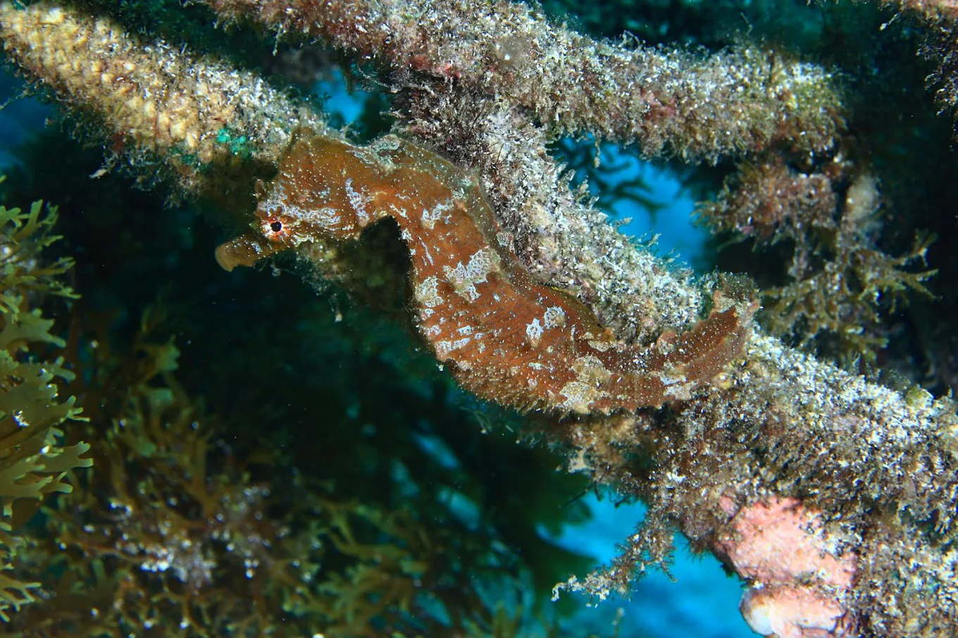 Freediving in La Caleta photo 2
