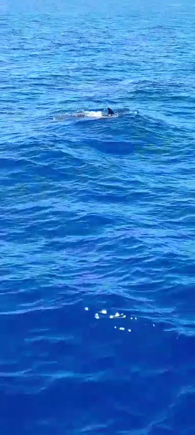 Glass Bottom Boat in Costa Calma