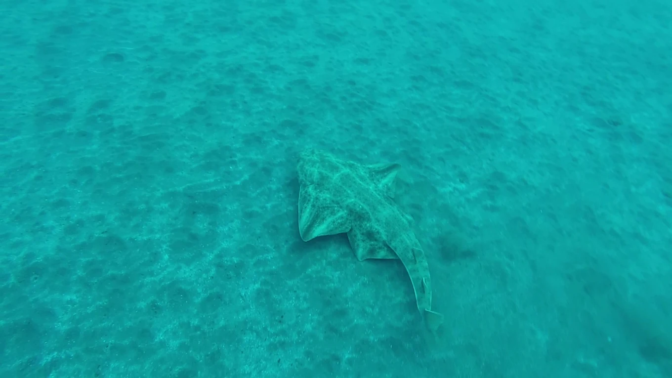 Snorkeling in Costa Adeje