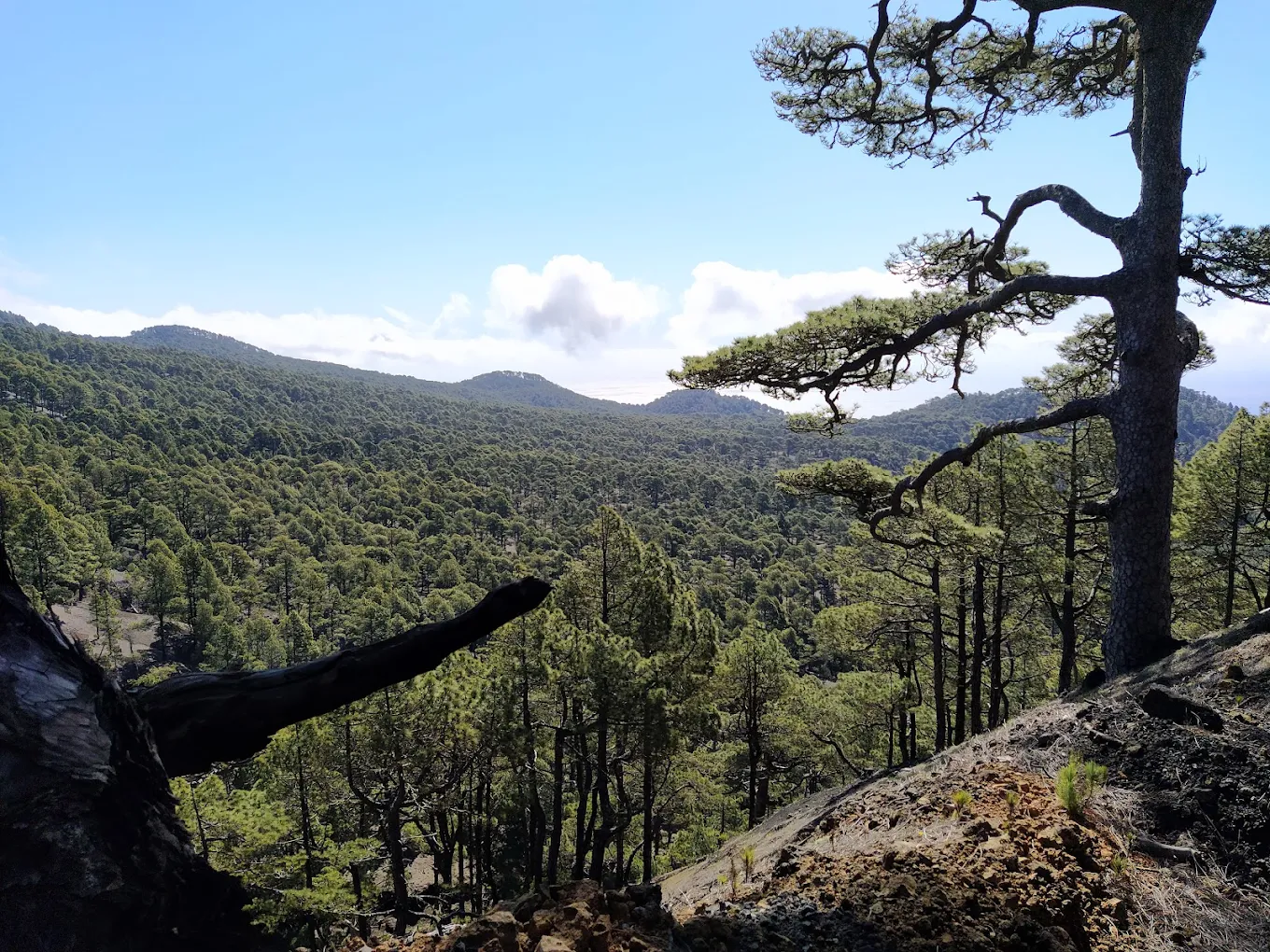 Hiking Tours in El Pinar