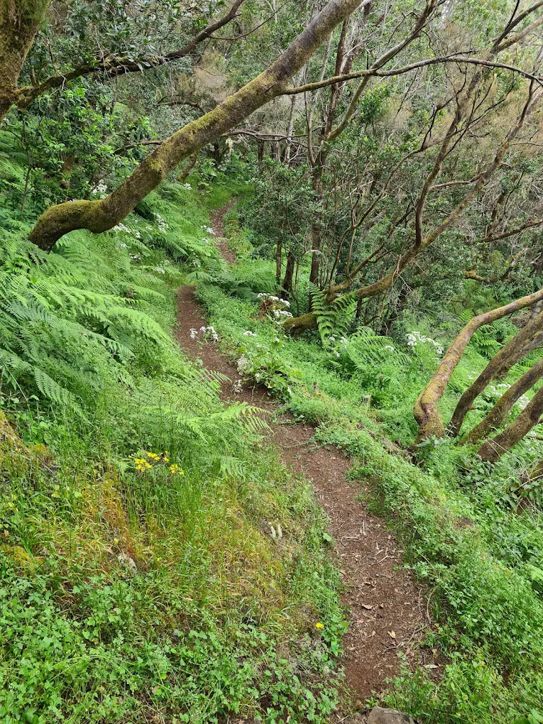 Hiking Tours in El Pinar photo 2
