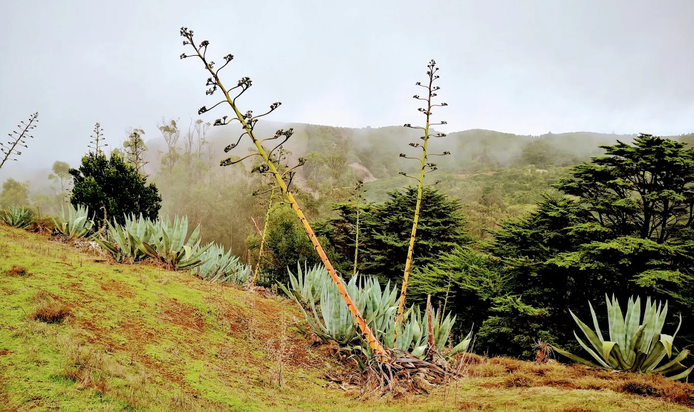 Hiking Tours in El Pinar photo 3