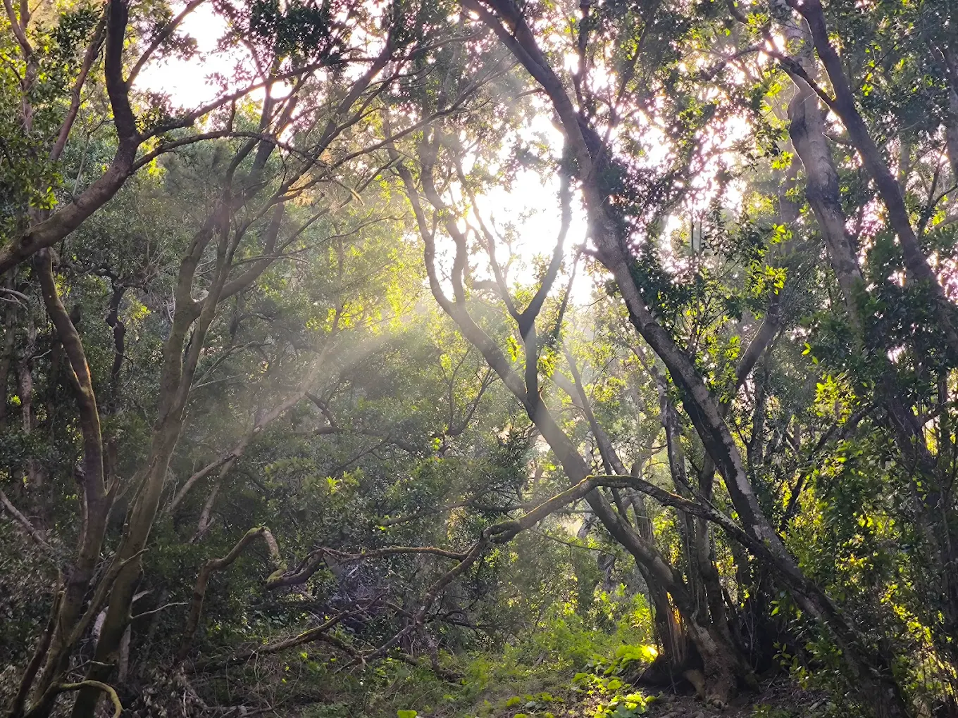 Hiking Tours in El Pinar photo 4
