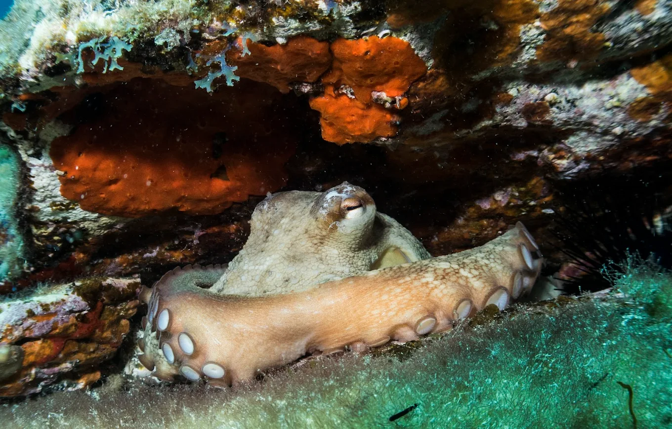 Snorkeling in Los Cristianos photo 2