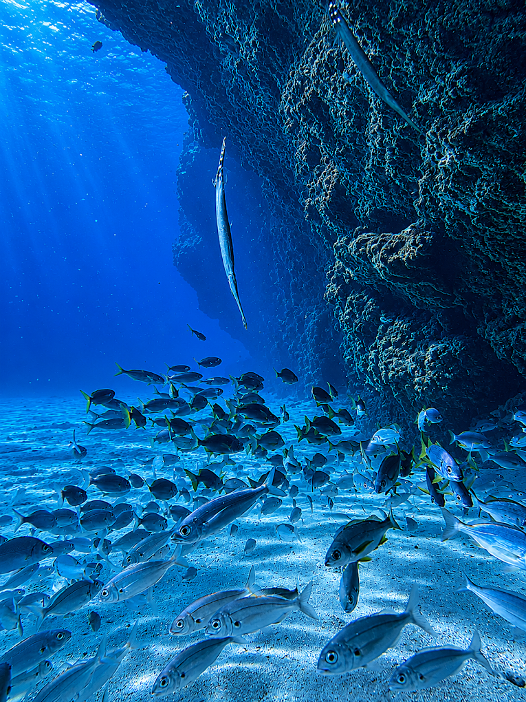 Snorkeling in Los Cristianos photo 4