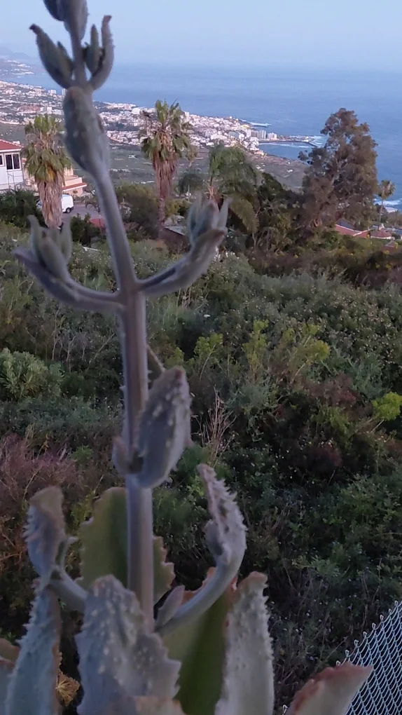 Wellness Retreat in Santa Cruz