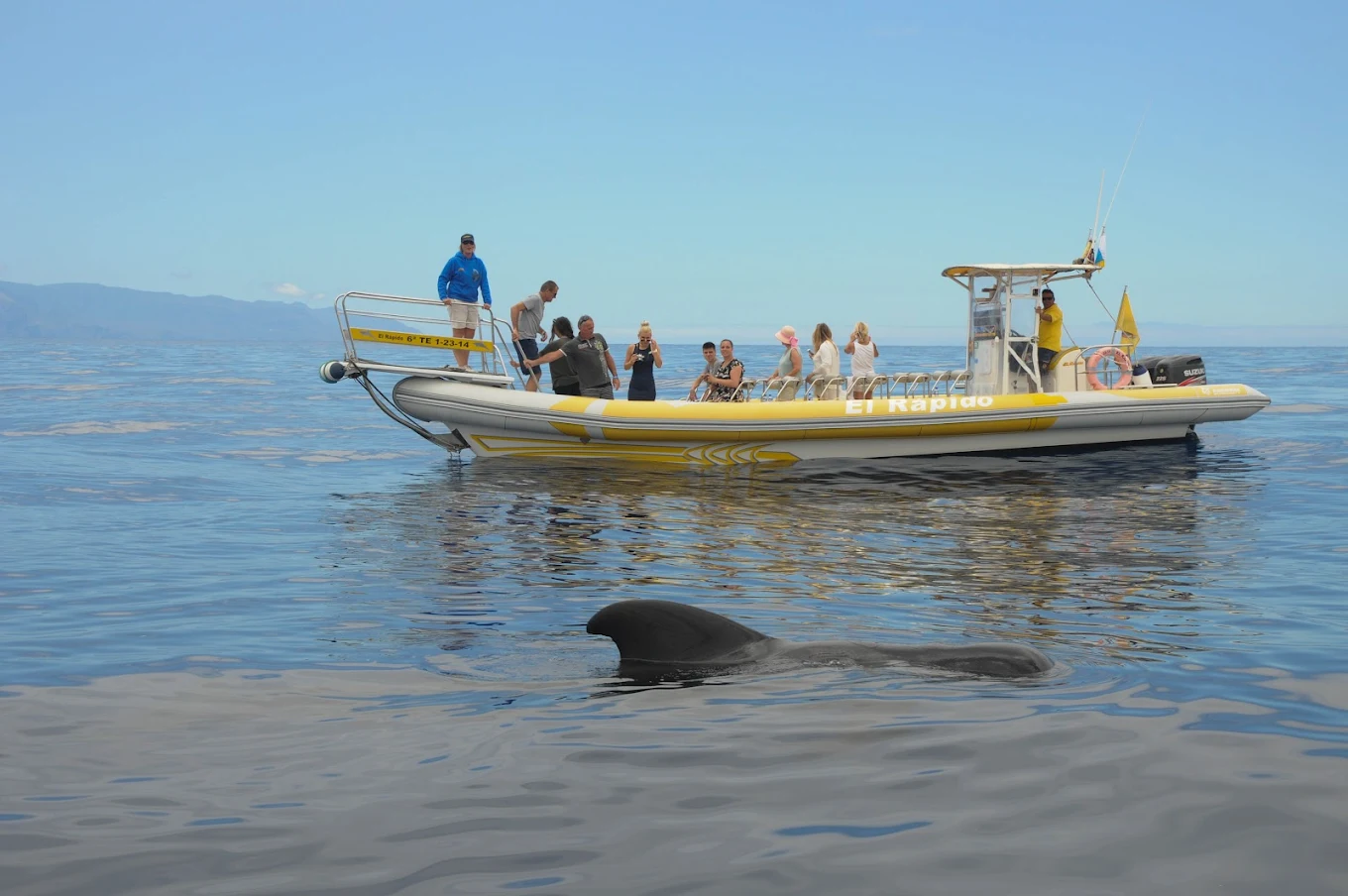 Dolphin Watching in Los Gigantes