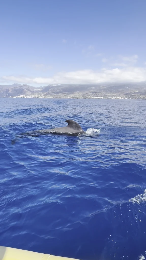 Dolphin Watching in Los Gigantes photo 2
