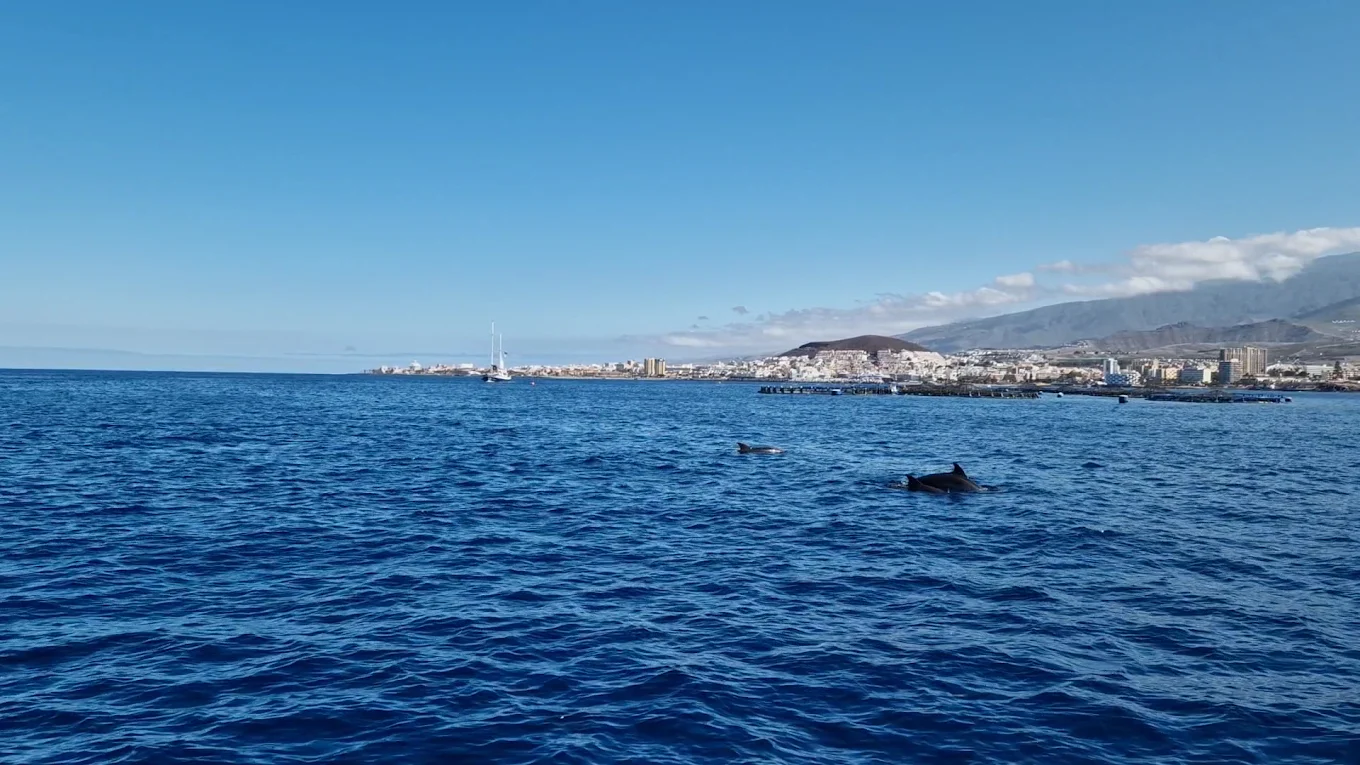 Dolphin Watching in Playa del Inglés photo 2