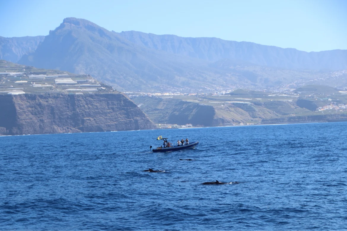 Dolphin Watching in Fuencaliente photo 2