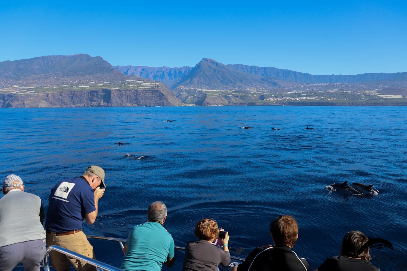 Dolphin Watching in Fuencaliente photo 4