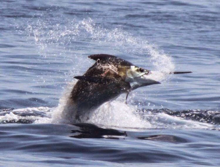Fishing Charter in Puerto Rico photo 2