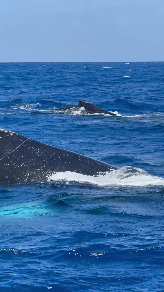 Glass Bottom Boat in Santa Cruz photo 2