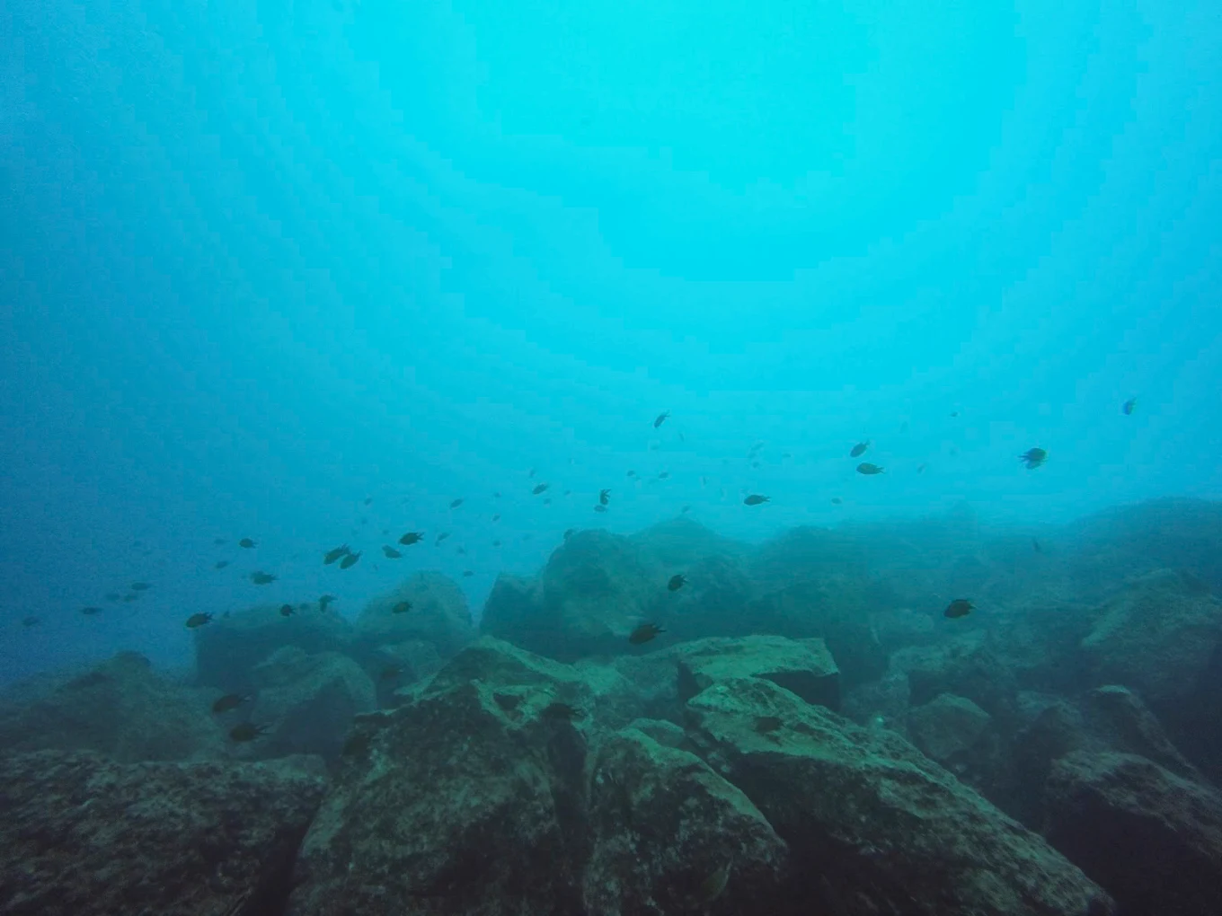 Snorkeling in Puerto de la Cruz photo 2