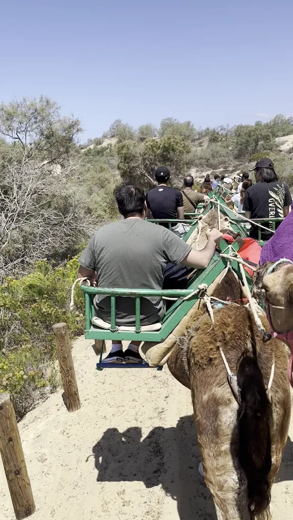 Camel Riding in Playa del Inglés photo 2