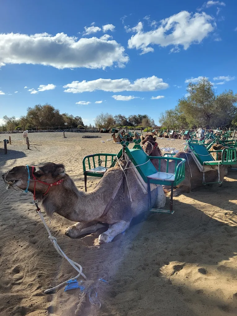 Camel Riding in Playa del Inglés photo 5