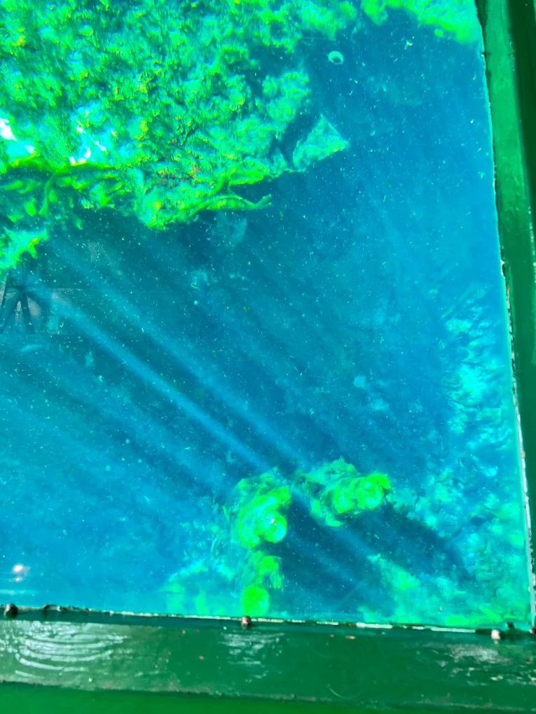 Glass Bottom Boat in Puerto de la Cruz photo 5