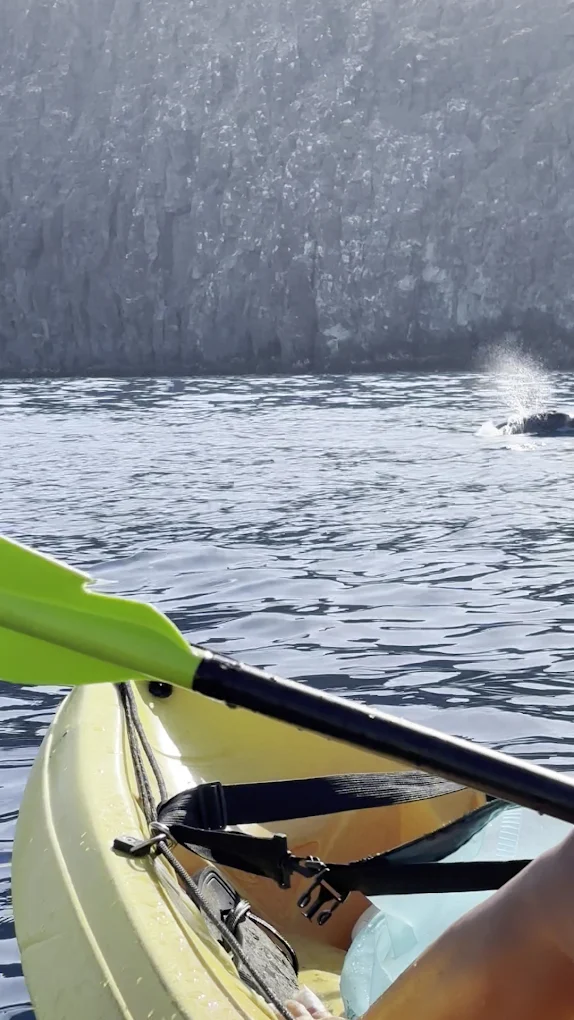 Kayaking & Paddleboarding in La Orotava photo 3