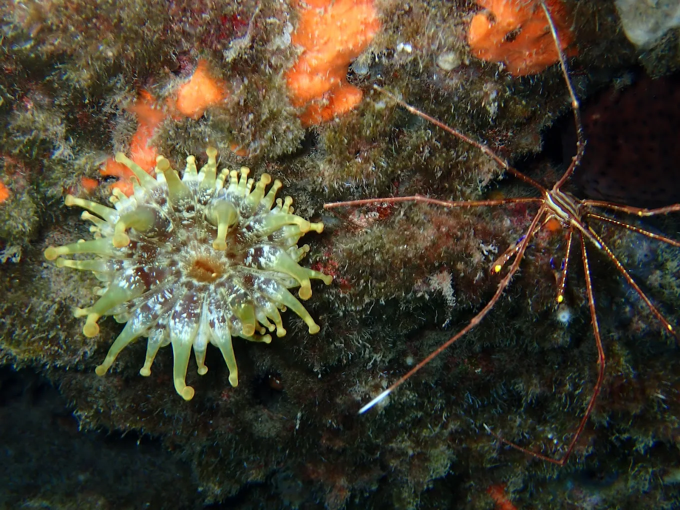 Snorkeling in Teror photo 2