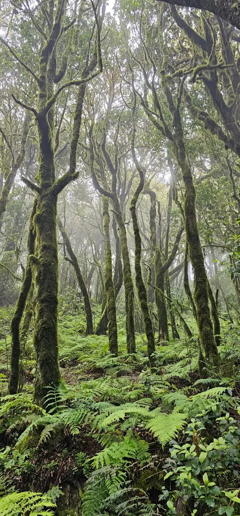 Hiking Tours in Hermigua