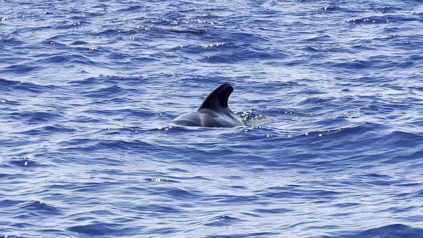 Biosean - Whale watching & marine science