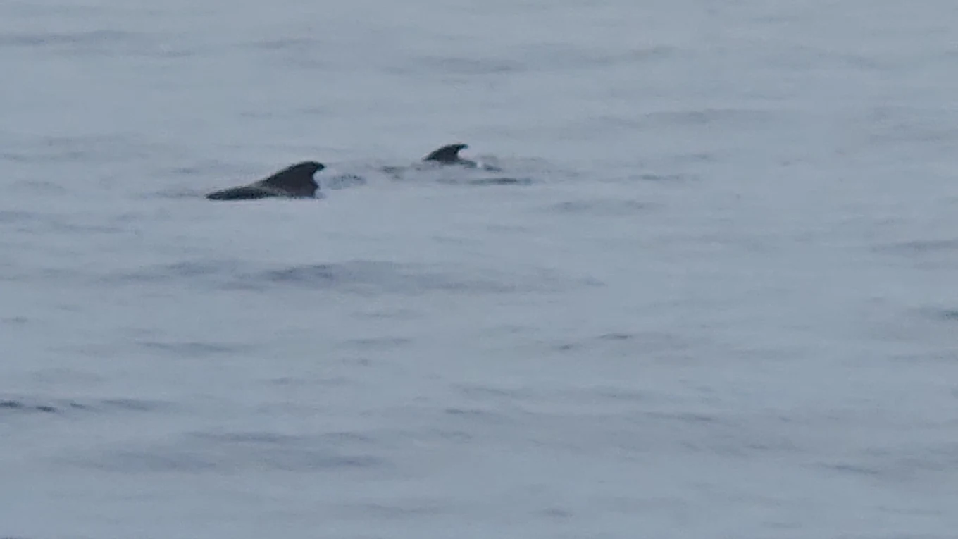 Whale Watching in La Caleta